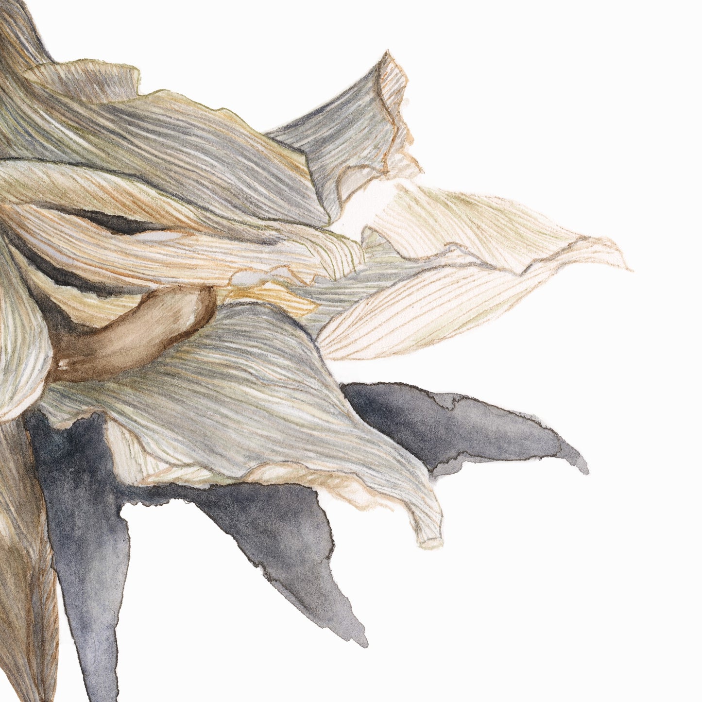 Detail of art print of Cymbidium of November painting.