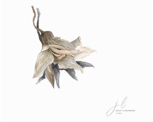 Artistic depiction of a wilted Cymbidium on a light background